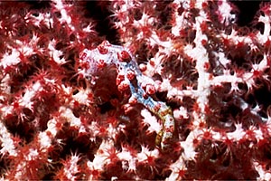 Cavalluccio marino pigmeo (Hippocampus bargibanti)