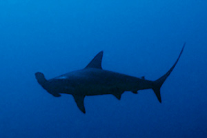 Squalo martello (Sphyrna lewini)