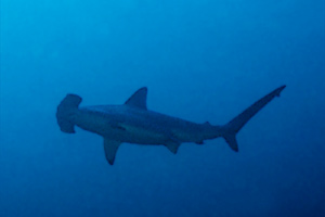 Squalo martello (Sphyrna lewini)