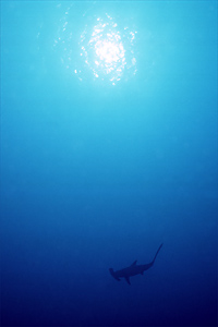 Squalo martello (Sphyrna lewini)