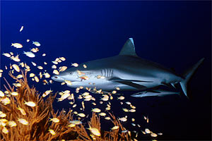 Squalo grigio del reef (Carcharhinus amblyrhynchos)