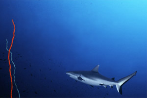 Squalo grigio del reef (Carcharhinus amblyrhynchos)