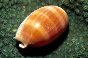 Ciprea (Cypraea carneola)