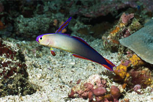 Pesce freccia (Nemateleotris decora)