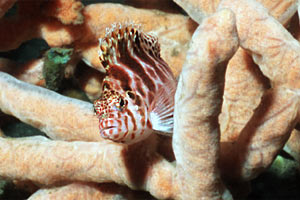 Pesce cinghiale (Cirrhitichthys aprinus)