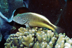 Pesce falco (Paracirrhites forsteri)