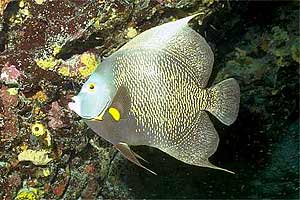 Pesce angelo francese (Pomacanthus paru)