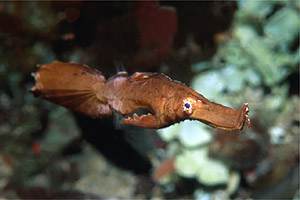 Pesce ago fantasma robusto (Solenostomus cyanopterus)