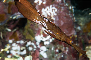 Pesce ago fantasma robusto (Solenostomus cyanopterus)