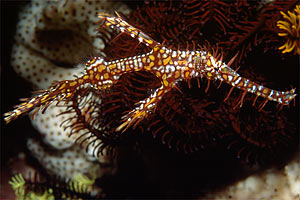Pesce ago fantasma ornato (Solenostomus paradoxus)