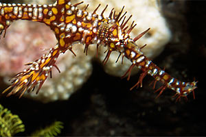 Pesce ago fantasma ornato (Solenostomus paradoxus)