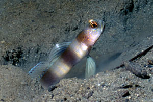 Ghiozzo gigante (Amblyeleotris fontanesii)