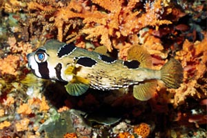 Pesce istrice (Diodon liturosus)