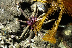 Riccio lancia (Phyllacanthus imperialis)