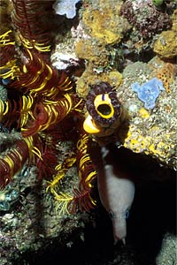 Murena (Gymnothorax n.d.)