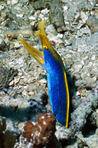 Murena a nastro (Rhinomuraena quaesita)