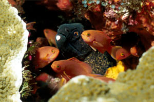 Murena bordata (Gymnothorax flavimarginatus)