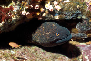 Murena bordata (Gymnothorax flavimarginatus)