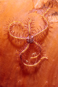 Ofiura (Ophiothrix sp.)