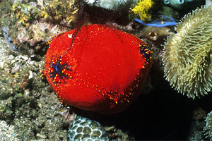 Oloturia mela di mare (Pseudocolochirus violaceus)