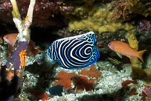 Pesce angelo imperatore (Pomacanthus imperator)