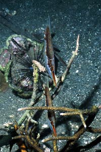 Pesce rasoio (Aeoliscus strigatus)