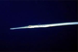 Pesce flauto (Fistularia commersonii)