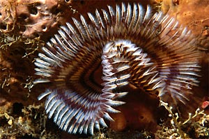 Spirografo (Sabellastarte indica)