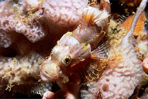 Pesce scorpione tassellato (Scorpaenopsis oxycephalus)