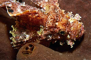 Pesce scorpione tassellato (Scorpaenopsis oxycephalus)