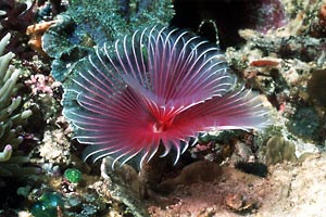 Spirografo (Sabella n.d.)