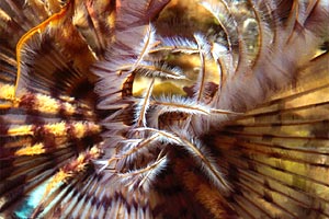 Spirografo (Sabellastarte indica)