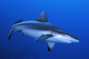 Squalo grigio del reef (Carcharhinus amblyrhynchos)