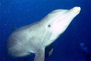 Tursiope (Tursiops truncatus)