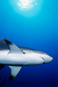 Squalo grigio del reef (Carcharhinus amblyrhynchos)