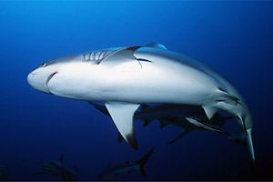 Squalo grigio del reef (Carcharhinus amblyrhynchos)