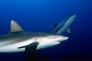 Squalo grigio del reef (Carcharhinus amblyrhynchos)