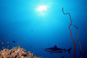 Squalo grigio del reef (Carcharhinus amblyrhynchos)