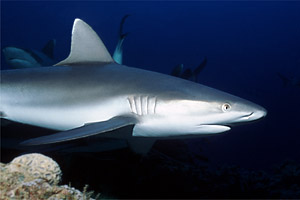 Squalo grigio del reef (Carcharhinus amblyrhynchos)