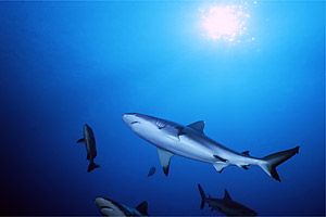 Squalo grigio del reef (Carcharhinus amblyrhynchos)