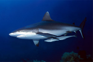 Squalo grigio del reef (Carcharhinus amblyrhynchos)