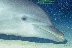 Tursiope (Tursiops truncatus)