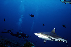 Squalo grigio del reef (Carcharhinus amblyrhynchos)