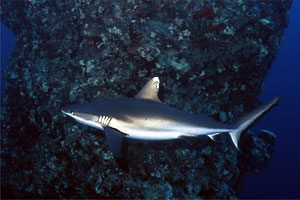 Squalo grigio del reef (Carcharhinus amblyrhynchos)