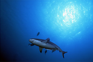 Squalo grigio del reef (Carcharhinus amblyrhynchos)