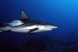 Squalo grigio del reef (Carcharhinus amblyrhynchos)
