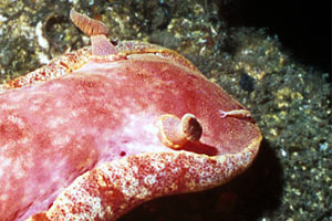 Ballerina spagnola (Hexabranchus sanguineus)