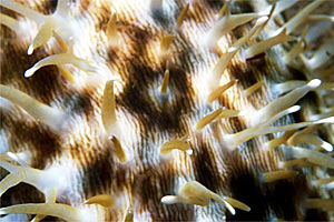 Ciprea tigre (Cypraea tigris)