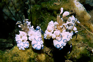 Gambero arlecchino (Hymenocera elegans)