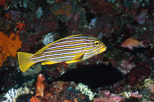 Gaterino tropicale striato (Plectorhinchus polytaenia)